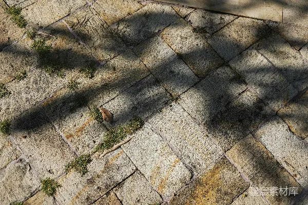 高清摄影 落叶在石径上投下的阴影