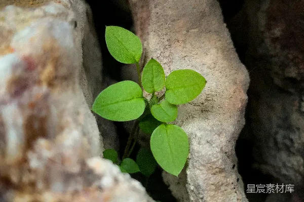 高清摄影 一小株植物从一些岩石中长出来