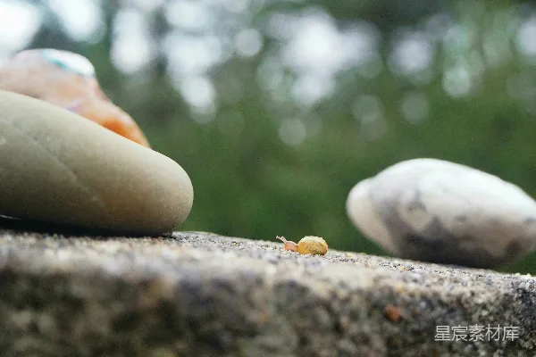 高清摄影 一只小昆虫在岩石上的特写。