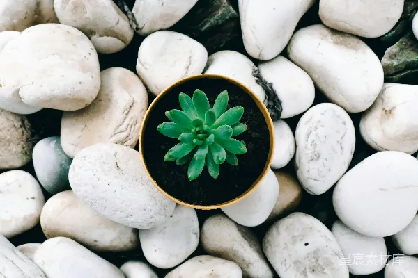 高清摄影 绿色多肉植物环绕着白色石子。