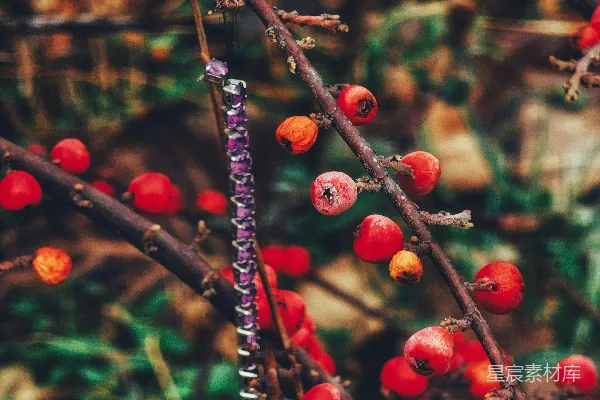 高清摄影 一幅特写的树木，树上挂满了浆果。