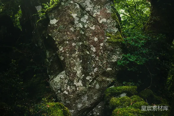 高清摄影 灰色岩石上的青苔