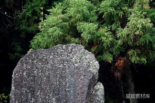 高清摄影 绿色植物在灰色岩石旁边