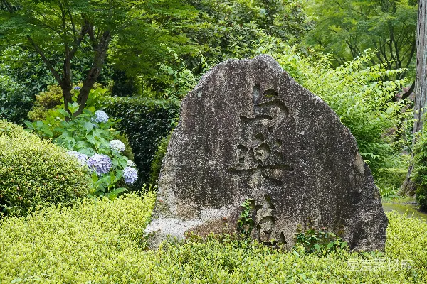 高清摄影 在一片郁郁葱葱的绿色公园中央，有一块大石头。