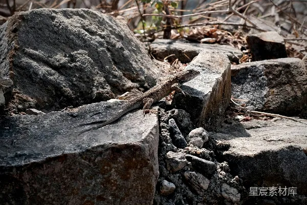 高清摄影 一只小蜥蜴栖息在岩石表面上。