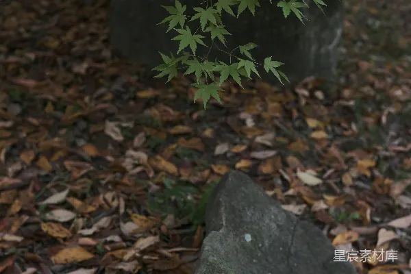高清摄影 两块岩石被落叶环绕
