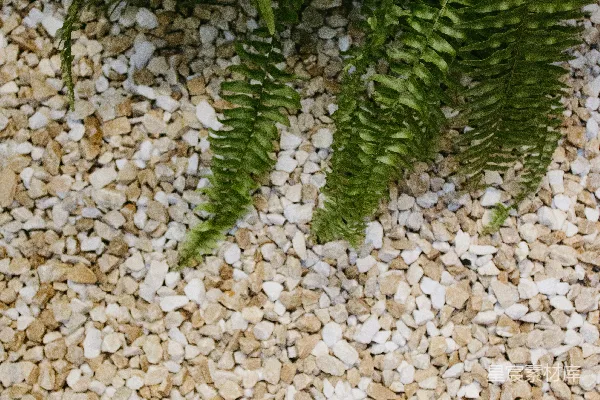 高清摄影 浅色砾石上生长着绿色蕨类植物