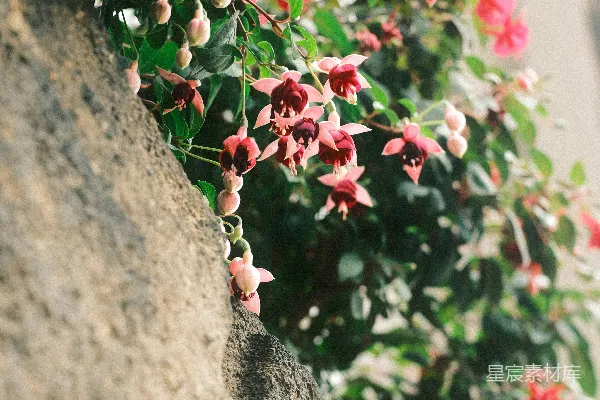高清摄影 粉红色的紫红色花朵垂挂在石头墙上。