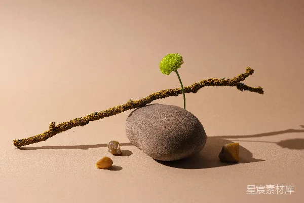 高清摄影 一朵绿色的花和一根枝条平衡在一块石头上。