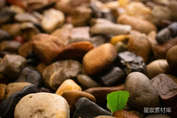 高清摄影 在一堆鹅卵石之间，一颗绿色的嫩叶发芽了。