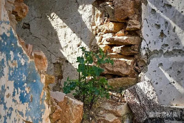 高清摄影 一栋倒塌的建筑物中，一个小植物从废墟中生长出来。