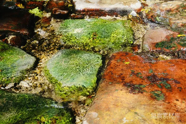 高清摄影 青苔和地衣附着在石墙上