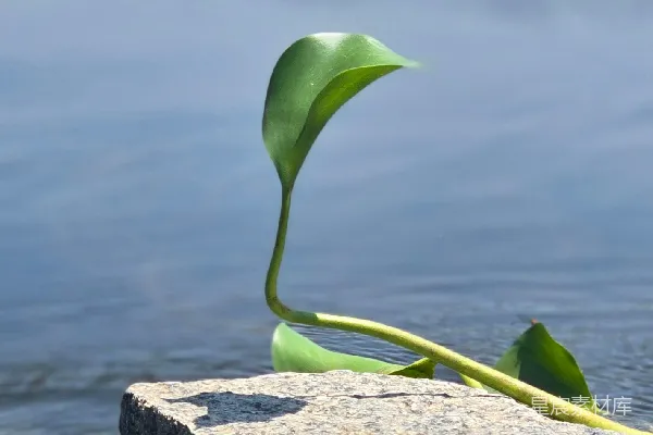 高清摄影 一株绿色的植物停在水中的岩石上。