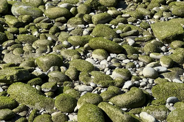 高清摄影 海滩上的苔藓岩石在明亮的阳光下