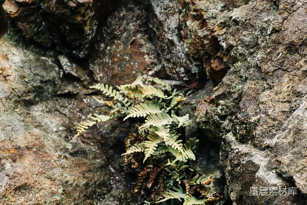 高清摄影 一棵从岩石裂缝中生长出来的植物