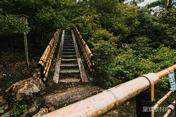 高清摄影 木制楼梯穿过郁郁葱葱的树木和绿叶。