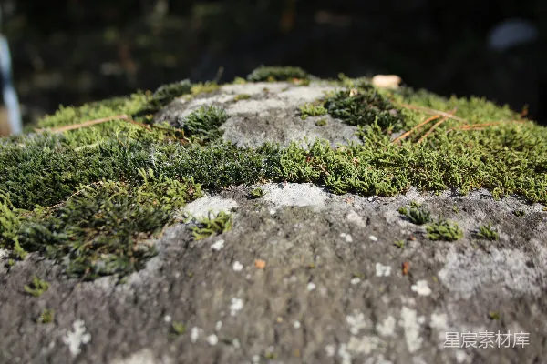 高清摄影 灰色混凝土地面上的青苔