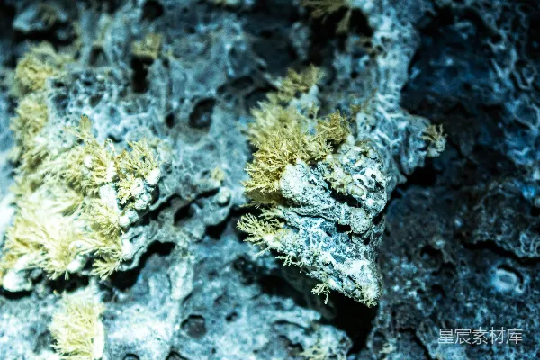 高清摄影 一张岩石特写的照片，上面长着苔藓。