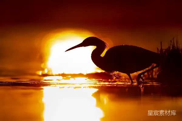 高清摄影 火烈鸟剪影在日落时分