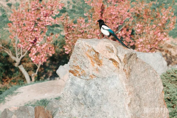 高清摄影 黑白鸟站在灰色岩石上