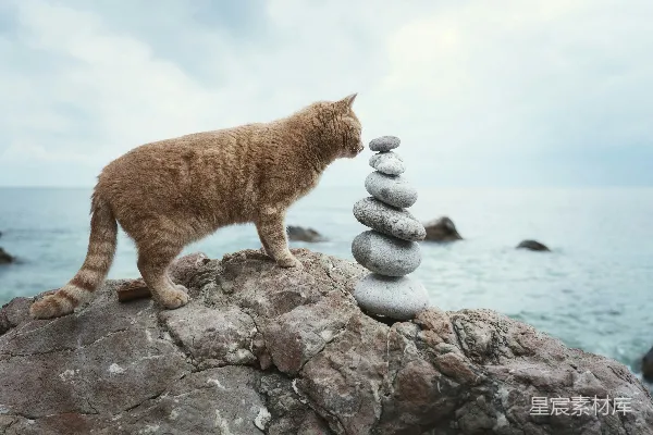 高清摄影 一只猫站在岩石堆的顶部