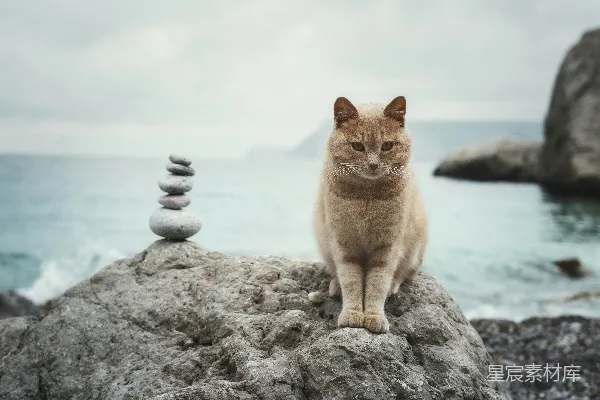 高清摄影 一只猫坐在岩石上，岩石靠近海洋。