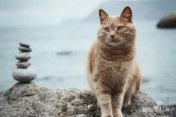 高清摄影 一只猫坐在岩石上，岩石靠近海洋。