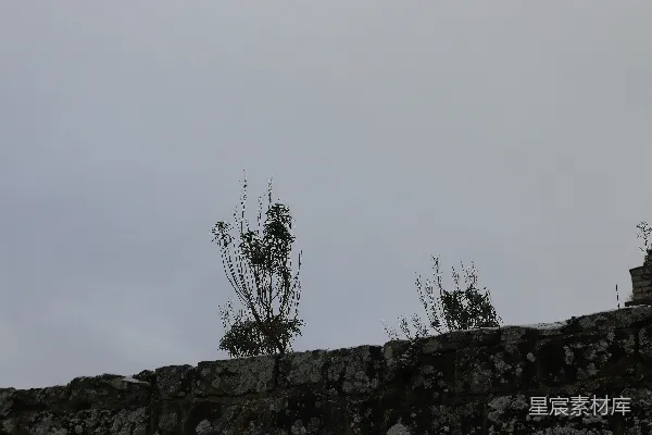 高清摄影 云层密布的天空下，石墙上生长着植物