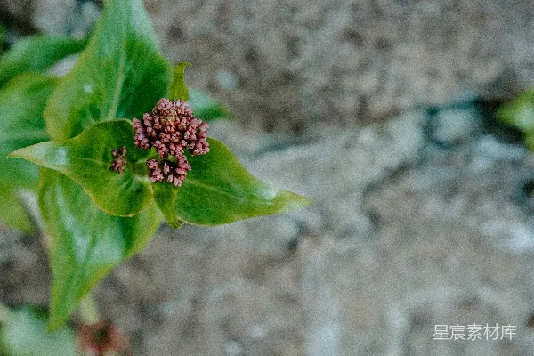 高清摄影 一株植物的特写，叶子清晰可见。
