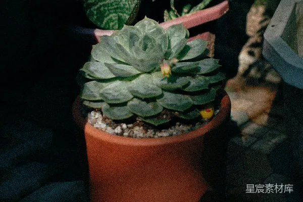 高清摄影 特写拍摄绿色多肉植物