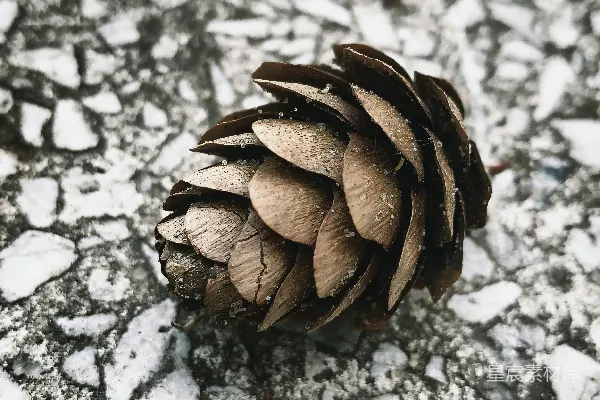高清摄影 松果