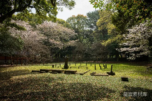 高清摄影 公园里的历史石结构和樱花。
