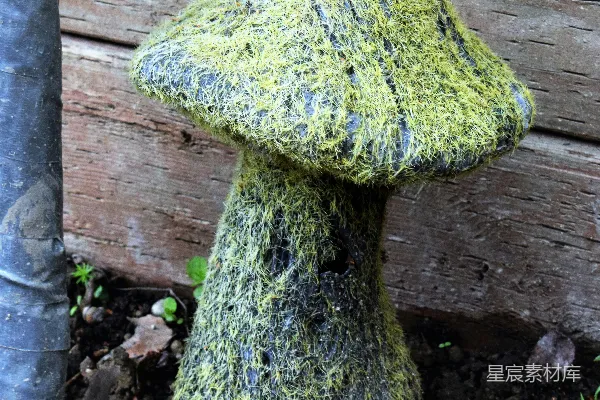 高清摄影 一株长满苔藓的蘑菇，旁边有一棵树。