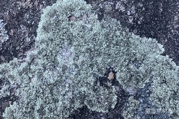 高清摄影 一棵被雪覆盖的树的特写。