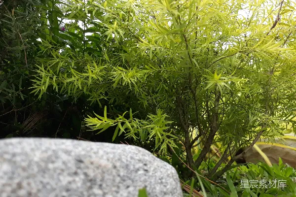 高清摄影 灌木丛前面的一块岩石