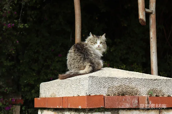 高清摄影 一只猫坐在石墙上。