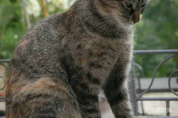高清摄影 白天，一只棕色虎斑猫站在白色的混凝土地板上。