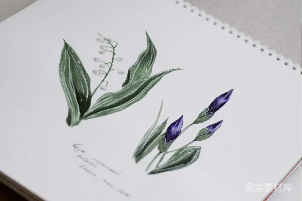 高清摄影 在白纸上画的绿色和紫色的花。