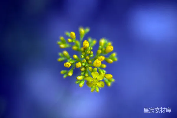 高清摄影 特写摄影的黄色花瓣花朵