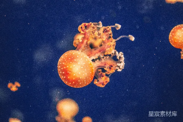高清摄影 橙白相间的水母在水中