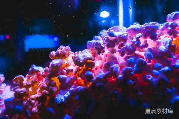 高清摄影 一张鱼缸的特写照片，里面装满了水。