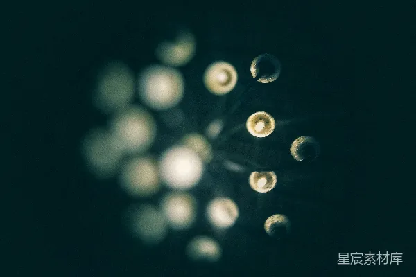 高清摄影 白色花瓣的花