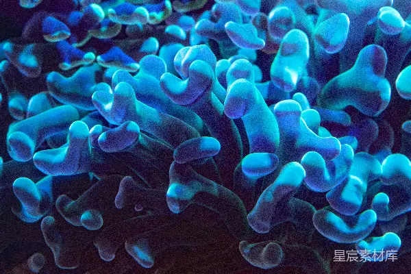 高清摄影 蓝色珊瑚