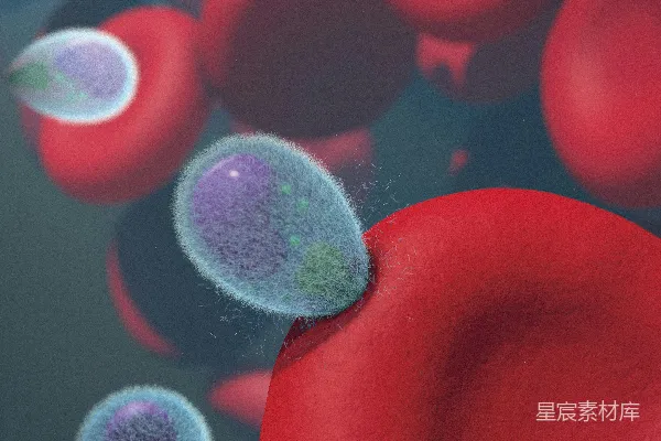 高清摄影 一群红细胞和蓝细胞