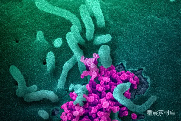 高清摄影 紫色物质在绿色物质上的特写