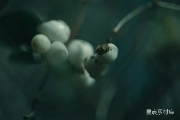 高清摄影 树枝上的白色浆果，背景是黑色的