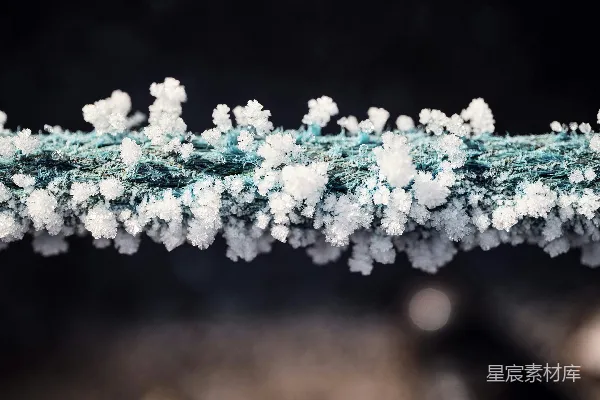 高清摄影 枝头雪花的特写镜头