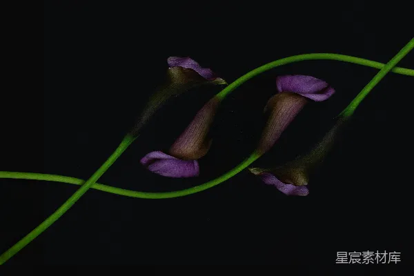 高清摄影 紫色的卡特兰百合花与绿色的茎交织在一起，在黑色背景上。