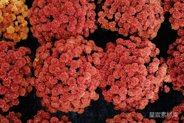 高清摄影 一些花的特写