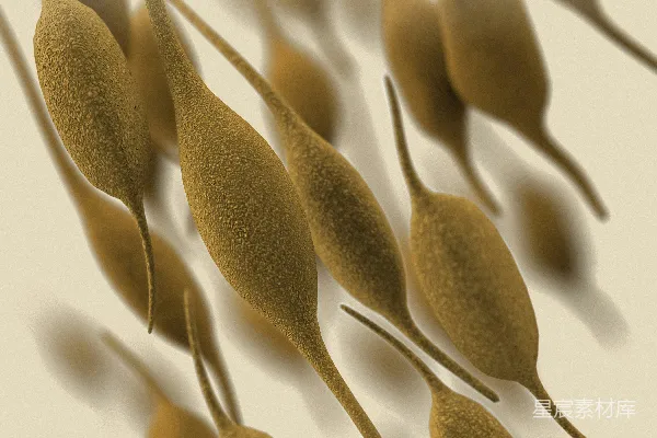 高清摄影 一张棕色树叶的特写照片